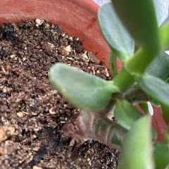 金のなる木③　観葉植物の画像