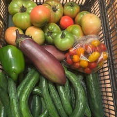 朝一収穫した🥒と🫑と🍆と傷物🍅