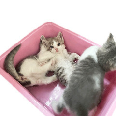 生後約3ヶ月の元野良猫が産んだ仔猫の里親になってくださる方…