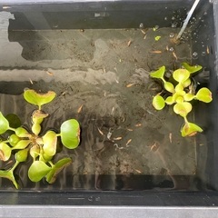 めだか　無料で差し上げますの画像