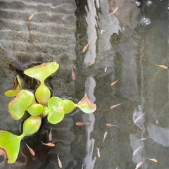 めだか　無料で差し上げますの画像