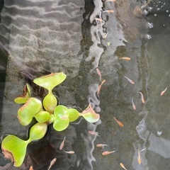 めだか　無料で差し上げますの画像