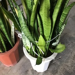 観葉植物　サンスベリア　在庫2点の画像