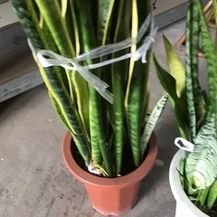 観葉植物　サンスベリア　在庫2点の画像