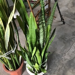 観葉植物　サンスベリア　在庫2点の画像
