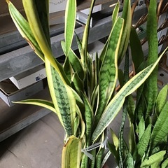 観葉植物　サンスベリア　在庫2点の画像