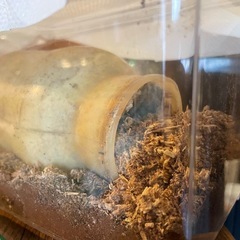タランドゥスオオツヤクワガタ幼虫4頭セットの画像