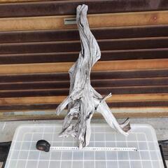 特大流木の画像