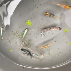 値下げ　スーパーミックス　めだか　13m匹の画像