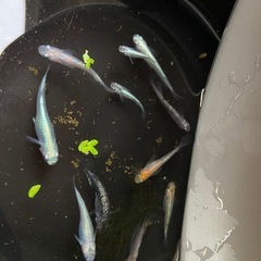 値下げ　スーパーミックス　めだか　13m匹の画像