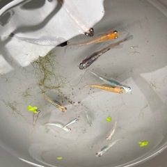 値下げ　スーパーミックス　めだか　13m匹の画像