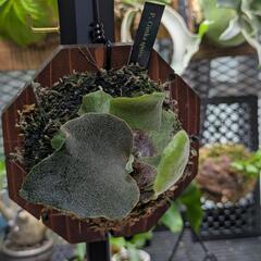 P.Ginka spore ビカクシダ　銀華　子株の画像