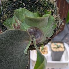 P.Ginka spore ビカクシダ　銀華　子株の画像