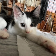 子猫