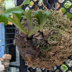 P.Ridleyi spore ビカクシダ　リドレイの画像