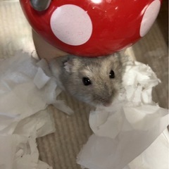 ハムスター飼育ケージの画像