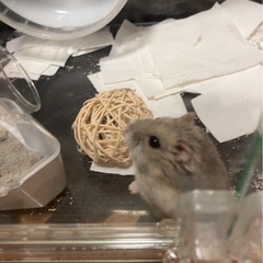 ハムスター飼育ケージの画像