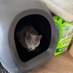 ネコトイレ＋トイレシートの画像