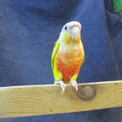 ウロコインコ　手乗り　サンチーク