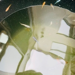 いろいろな種類のメダカ30匹ほどの画像