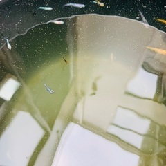 いろいろな種類のメダカ30匹ほどの画像