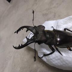 ミヤマクワガタの画像