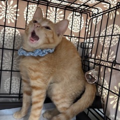 可愛い茶トラの男の子🐈
