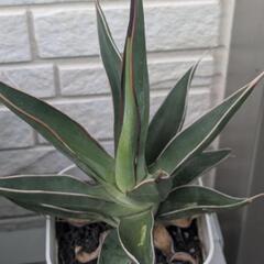 アガベ・チャザロイ（Agave chazaroi）の画像