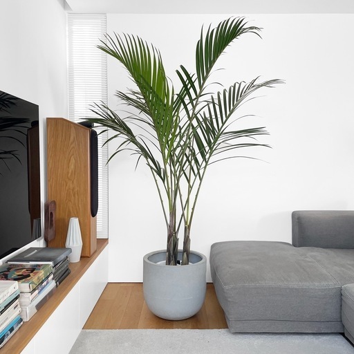 観葉植物 トックリヤシモドキ