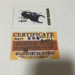 国産オオクワガタペア　その1の画像