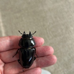 国産オオクワガタペア　その1の画像