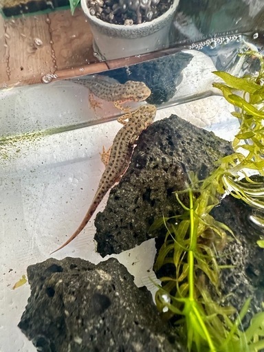 五島列島　福江島　アカハライモリ　3匹 + 保証1匹　残り僅か