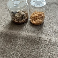 国産オオクワガタペア　その2の画像