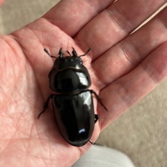 国産オオクワガタペア　その2の画像