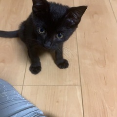 黒子猫　里親様決定しました