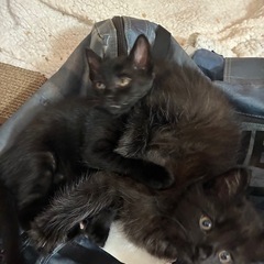黒猫兄弟4匹です