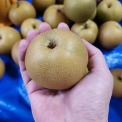 ▲訳あり！都農町産　じいちゃんの梨　約５キロ【約１５個】の画像