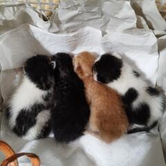 決まりました。生後10日ほどの赤ちゃん猫