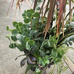 胡蝶の舞の画像