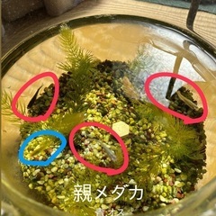 【1匹30円】元気なメダカお譲りしますの画像