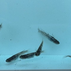 メダカ　豪華セットの画像