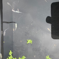 🐟ミックスメダカ
の画像