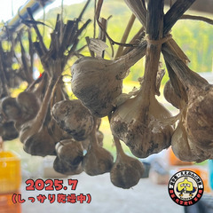 農薬不使用　にんにくの画像