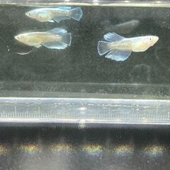 🐟 マリアージュキッシングワイルドフィン若魚（生後3ヶ月）メダカの画像