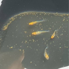 🎉単発企画🎉　水槽整理企画　20匹プラスα　¥1,5000の画像