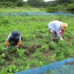 大豆を育てて味噌を作ろう！　獣害対策他