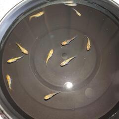 鬼ラメ メダカの画像