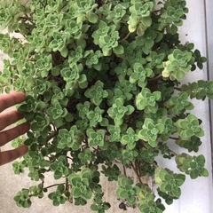 無料　アロマフィカス　　　の画像