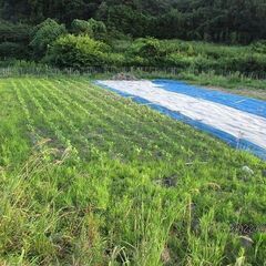 大豆を育てて味噌を作ろう！　大豆の摘芯と補植