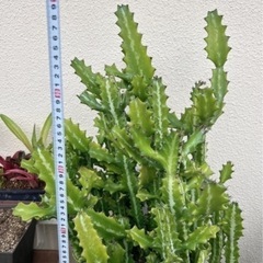 ユーフォルビア・ラクテア（魔界麒麟・マカイキリン ）多肉植物　観葉植物（今週〜来週受け取り可能な方　限定価格）の画像